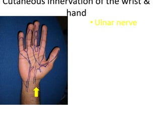 Cutaneous innervation of the wrist &
hand
• Ulnar nerve
 