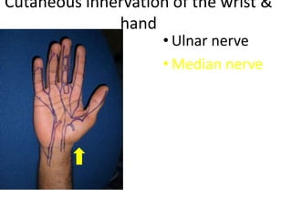Cutaneous innervation of the wrist &
hand
• Ulnar nerve
• Median nerve
 