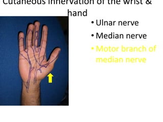 Cutaneous innervation of the wrist &
hand
• Ulnar nerve
• Median nerve
• Motor branch of
median nerve
 
