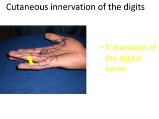 Cutaneous innervation of the digits
• Trifurcation of
the digital
nerve
 