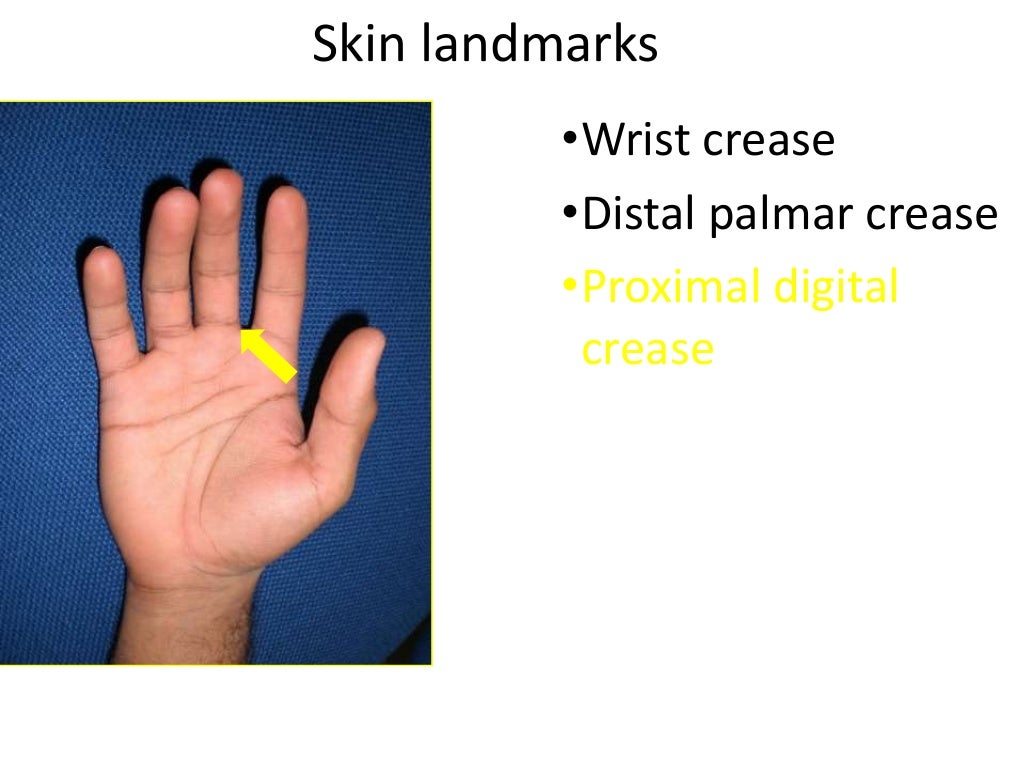 Hand surface anatomy