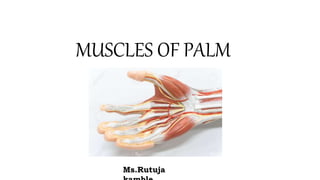 MUSCLES OF PALM
Ms.Rutuja
 