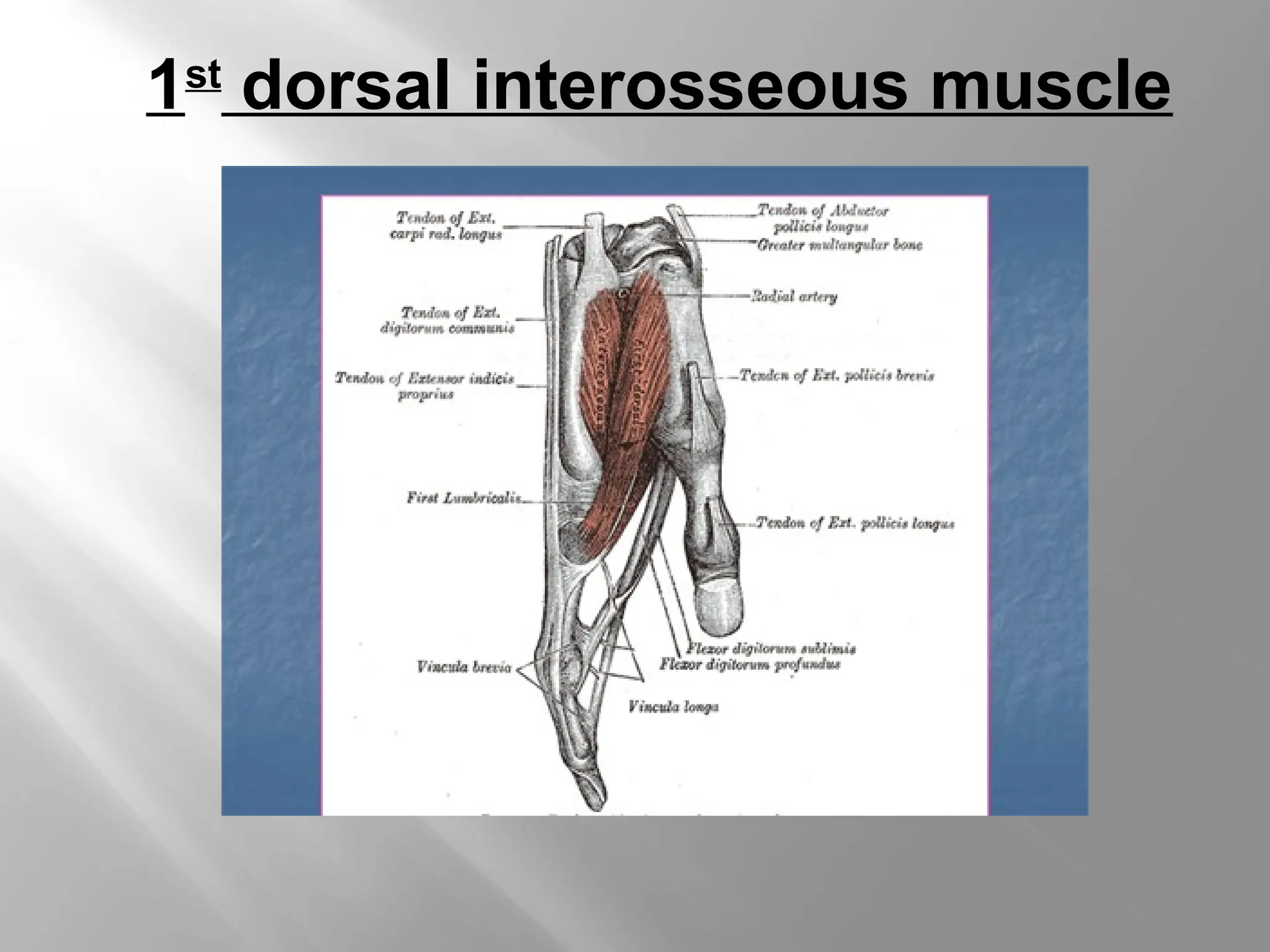 Interosseous anatomy of the hand and its blood supply.ppt