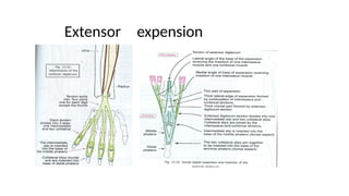 Extensor Process HAND.pptx for mbbs first year Details of hand Anatomy | PPTX
