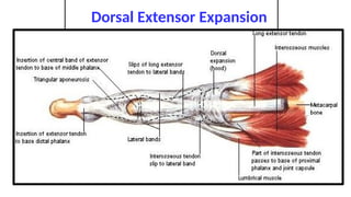 Extensor Expansion HAND.pptx for mbbs first year Details of hand Anatomy | PPTX