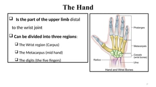 HAND.pptx for mbbs first year Details of hand Anatomy | PPTX