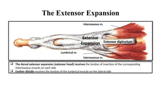 HAND.pptx for mbbs first year Details of hand Anatomy | PPTX