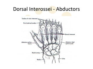 Dorsal Interossei - Abductors
 