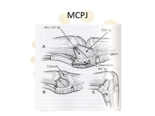 Mpcjs Hand Hand anatomy | PPT