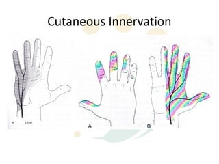 Cutaneous Innervation
 