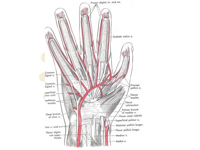 Топографическая анатомия кисти и пальцев презентация