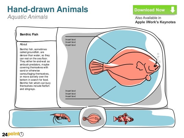 Hand Drawn Aquatic Animal Illustrations