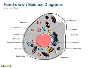 Hand-drawn Science Diagrams
Animal Cell

Centrosome

Lysosome

Cell Membrane

Cytoplasm

Nucleus

Rough ER

Nucleolus

Smooth ER

Nuclear Membrane

Ribosomes

Vacuole

Mitochondrion

Golgi Body

 