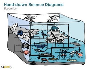 Hand-drawn Science Diagrams
Ecosystem
Glaucous gull
Kittywake

Arctic fox

Polar bear

Ringed seal

Elder duck

Little auk

Bearded seal

Brunnich’s
guillemot
Harp seal
Baleen whale

Fulmar
Beluga

Benthic
Crustaceans

Black
guillemot

Polychaetes
Cod

Capelin

Benthic fish

Pelagic
Invertebrates
Pelagic
crustaceans

Mussels &
Snails

Polar cod
Amphipods
Krill & Prawns

Primary
Producers

Squid

 