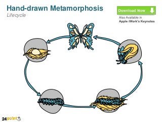 Hand-drawn Metamorphosis
Lifecycle

 