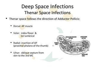 Deep Space Infections
               Thenar Space Infections
 Thenar space follows the direction of Adductor Pollicis:

    Dorsal: AP muscle

    Volar: index flexor &
            1st lumbrical

    Radial: insertion of AP
     (proximal phalanx of the thumb)

    Ulnar: oblique septum from
     skin to the 3rd MC
 