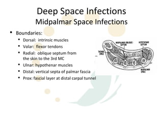Deep Space Infections
             Midpalmar Space Infections
 Boundaries:
    Dorsal: intrinsic muscles
    Volar: flexor tendons
    Radial: oblique septum from
     the skin to the 3rd MC
    Ulnar: hypothenar muscles
    Distal: vertical septa of palmar fascia
    Prox: fascial layer at distal carpal tunnel
 