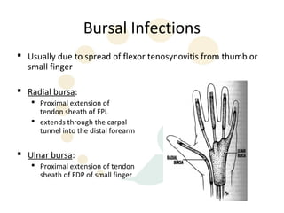Bursal Infections
 Usually due to spread of flexor tenosynovitis from thumb or
  small finger

 Radial bursa:
    Proximal extension of
     tendon sheath of FPL
    extends through the carpal
     tunnel into the distal forearm


 Ulnar bursa:
    Proximal extension of tendon
     sheath of FDP of small finger
 