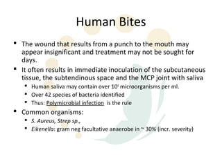 Human Bites
 The wound that results from a punch to the mouth may
  appear insignificant and treatment may not be sought for
  days.
 It often results in immediate inoculation of the subcutaneous
  tissue, the subtendinous space and the MCP joint with saliva
    Human saliva may contain over 108 microorganisms per ml.
    Over 42 species of bacteria identified
    Thus: Polymicrobial infection is the rule
 Common organisms:
    S. Aureus, Strep sp.,
    Eikenella: gram neg facultative anaerobe in ~ 30% (incr. severity)
 