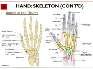 HAND-SKELETON, INTEROSSEI AND LUMBRICALS.pptx