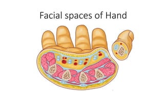 Facial spaces of Hand
 