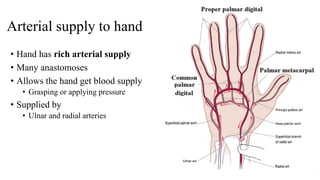 Hand-spaces and arterial arches.pptx