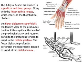 Hand anatomical structures presentations | PPTX