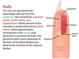 Nail With Matrix Hand anatomical structures presentations | PPTX