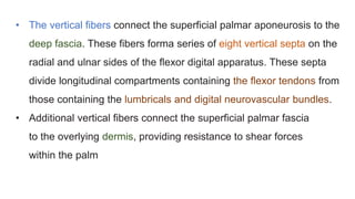 • The vertical fibers connect the superficial palmar aponeurosis to the
deep fascia. These fibers forma series of eight vertical septa on the
radial and ulnar sides of the ﬂexor digital apparatus. These septa
divide longitudinal compartments containing the ﬂexor tendons from
those containing the lumbricals and digital neurovascular bundles.
• Additional vertical fibers connect the superficial palmar fascia
to the overlying dermis, providing resistance to shear forces
within the palm
 