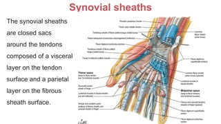 Hand anatomy 1 | PDF