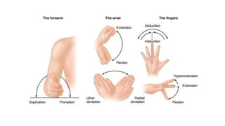 Hand anatomy 1 | PDF