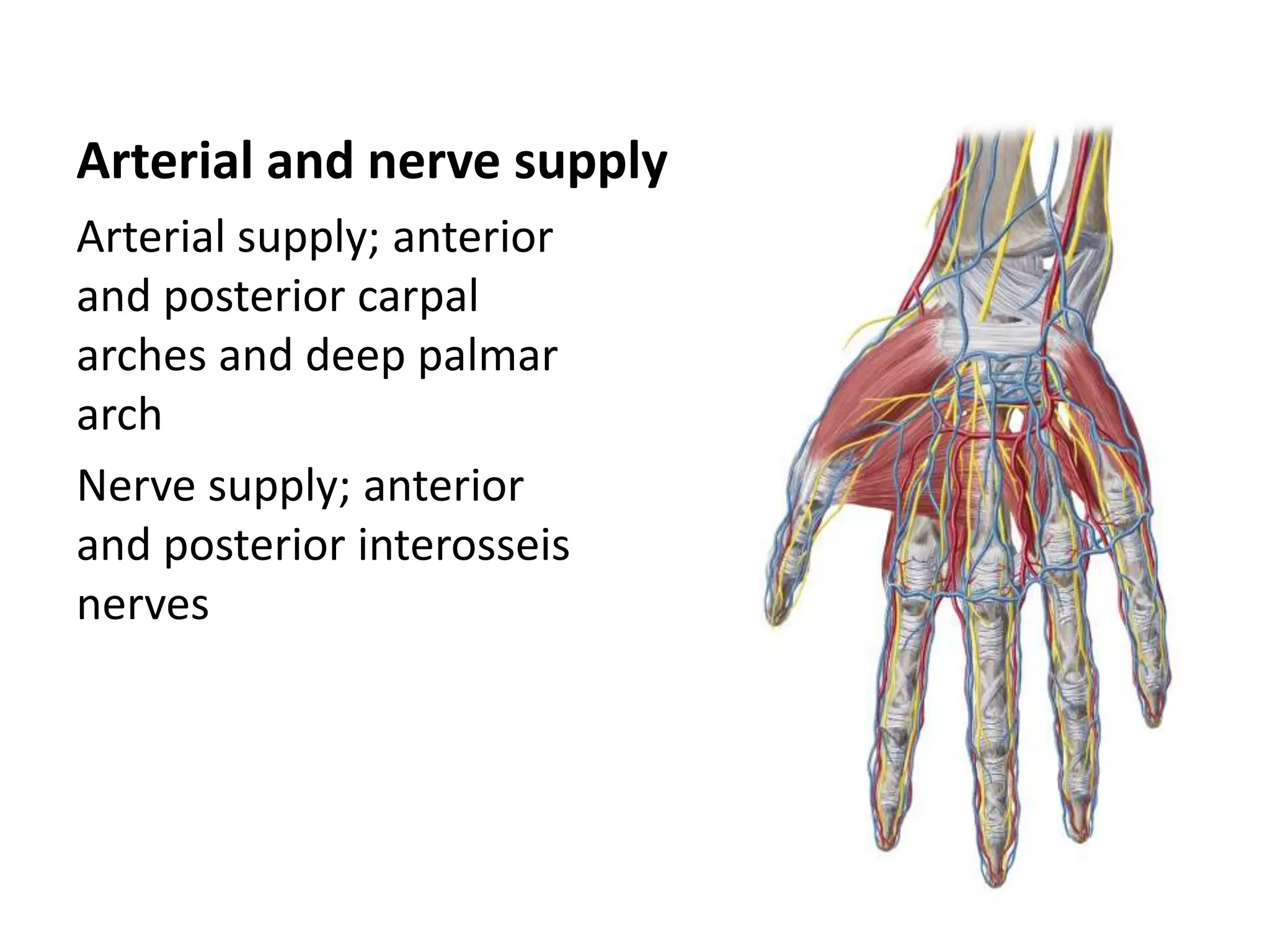 Hand anatomy 2017 new microsoft power point presentation | PPTX | Death ...