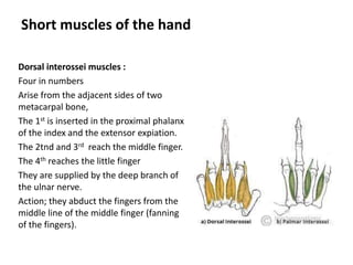 Hand anatomy 2017 new microsoft power point presentation | PPTX