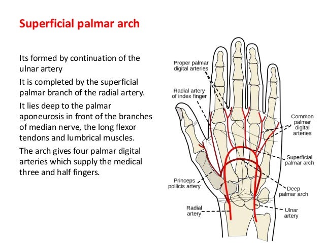 Anatomy Of Hand Ppt PPT Wrist And Hand PowerPoint Presentation, Free