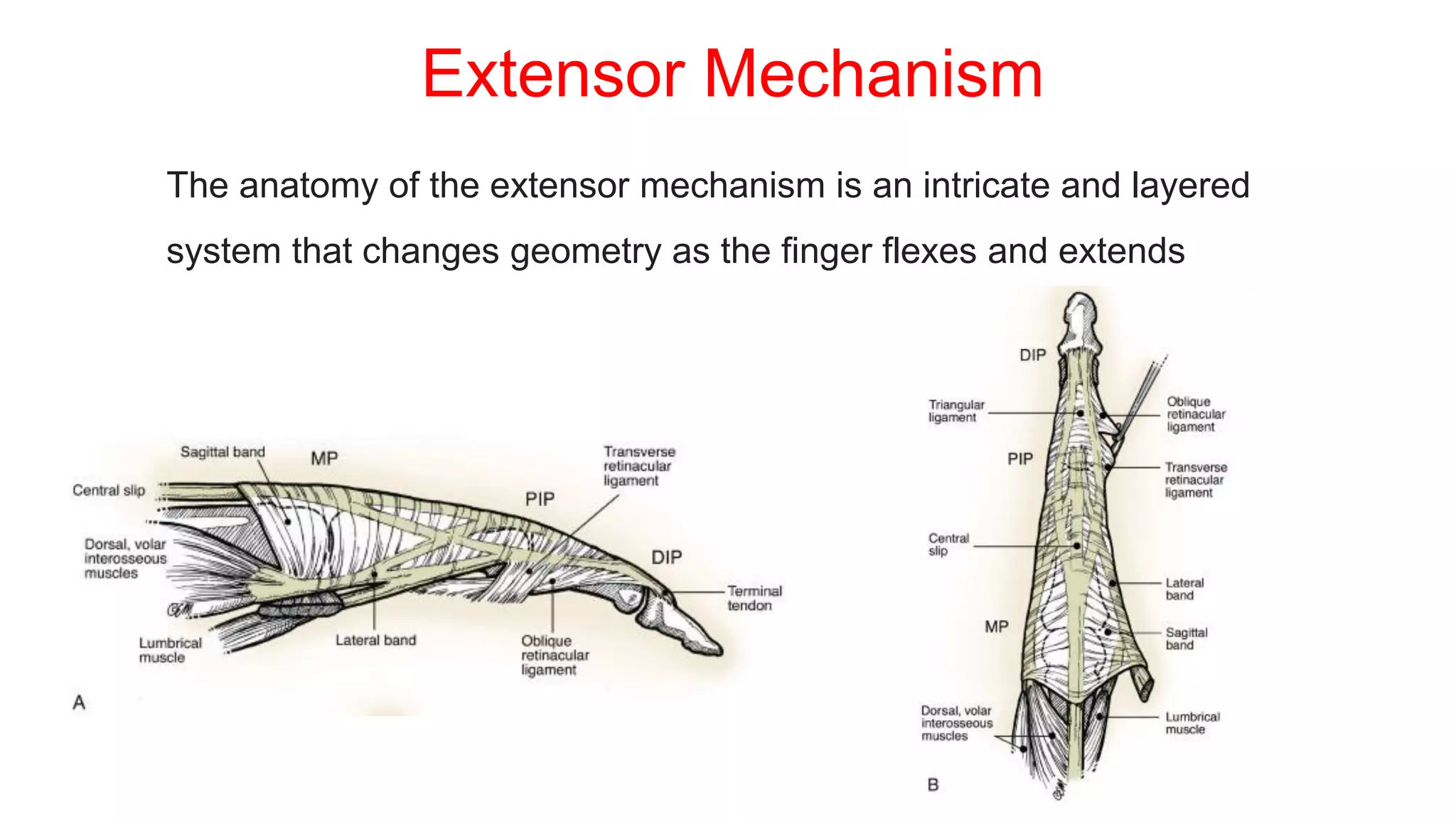 Hand anatomy 2 | PPT