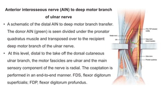 Hand anatomy 2 | PDF