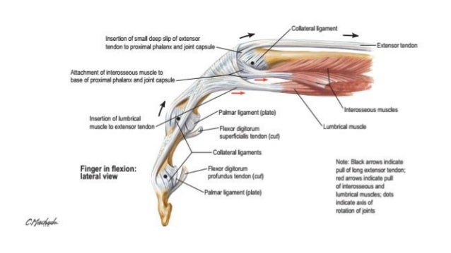 Hand Anatomy 2