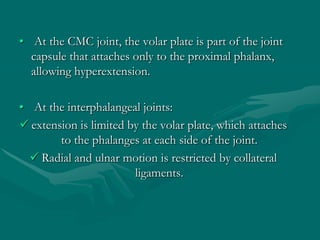 • At the CMC joint, the volar plate is part of the joint
capsule that attaches only to the proximal phalanx,
allowing hyperextension.
• At the interphalangeal joints:
 extension is limited by the volar plate, which attaches
to the phalanges at each side of the joint.
 Radial and ulnar motion is restricted by collateral
ligaments.
 