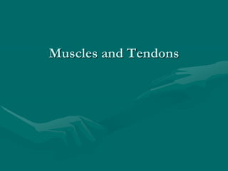 Muscles and Tendons
 