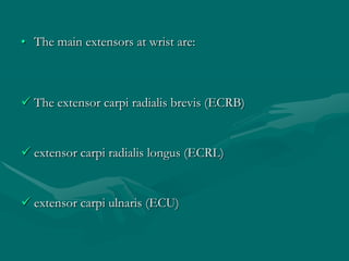 • The main extensors at wrist are:
 The extensor carpi radialis brevis (ECRB)
 extensor carpi radialis longus (ECRL)
 extensor carpi ulnaris (ECU)
 