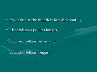 • Extension at the thumb is bought about by:
The abductor pollicis longus,
extensor pollicis brevis, and
extensor pollicis longus
 
