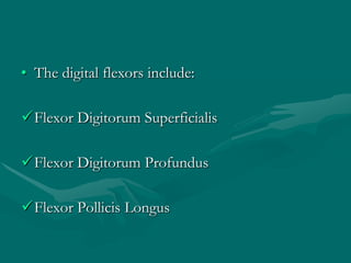 • The digital flexors include:
Flexor Digitorum Superficialis
Flexor Digitorum Profundus
Flexor Pollicis Longus
 