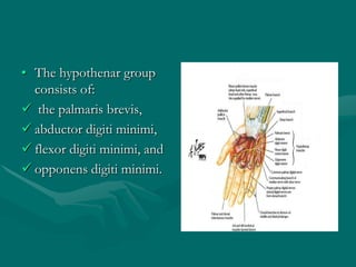 • The hypothenar group
consists of:
 the palmaris brevis,
 abductor digiti minimi,
 flexor digiti minimi, and
 opponens digiti minimi.
 