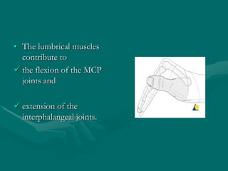 • The lumbrical muscles
contribute to
 the flexion of the MCP
joints and
 extension of the
interphalangeal joints.
 