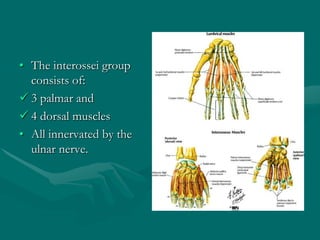 • The interossei group
consists of:
 3 palmar and
 4 dorsal muscles
• All innervated by the
ulnar nerve.
 