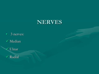 NERVES
• 3 nerves:
 Median
 Ulnar
 Radial
 