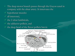 • The deep motor branch passes through the Guyon canal in
company with the ulnar artery. It innervates the
 hypothenar muscles
 all interossei,
 the 2 ulnar lumbricals,
 the adductor pollicis, and
 the deep head of the flexor pollicis brevis
 