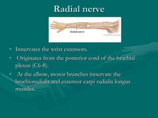 Radial nerve
• Innervates the wrist extensors.
• Originates from the posterior cord of the brachial
plexus (C6-8).
• At the elbow, motor branches innervate the
brachioradialis and extensor carpi radialis longus
muscles.
 