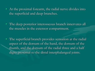 • At the proximal forearm, the radial nerve divides into
the superficial and deep branches.
• The deep posterior interosseous branch innervates all
the muscles in the extensor compartment.
• The superficial branch provides sensation at the radial
aspect of the dorsum of the hand, the dorsum of the
thumb, and the dorsum of the radial three and a half
digits proximal to the distal interphalangeal joints.
 