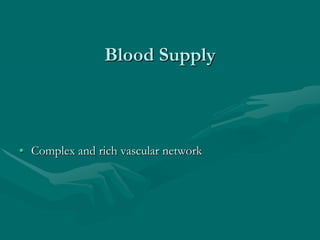Blood Supply
• Complex and rich vascular network
 
